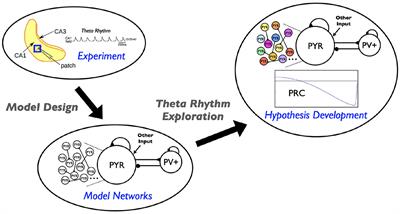 A Hypothesis for Theta Rhythm Frequency Control in CA1 Microcircuits